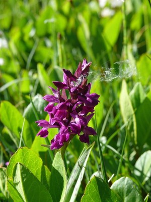 Blumenwelt