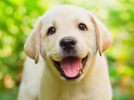 Dogs_Cute_Beautiful_Tongue_Retriever_Glance_Head_5